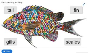 fish label drag and drop