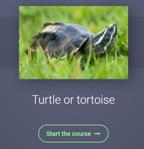 turtle or tortoise branching scenario