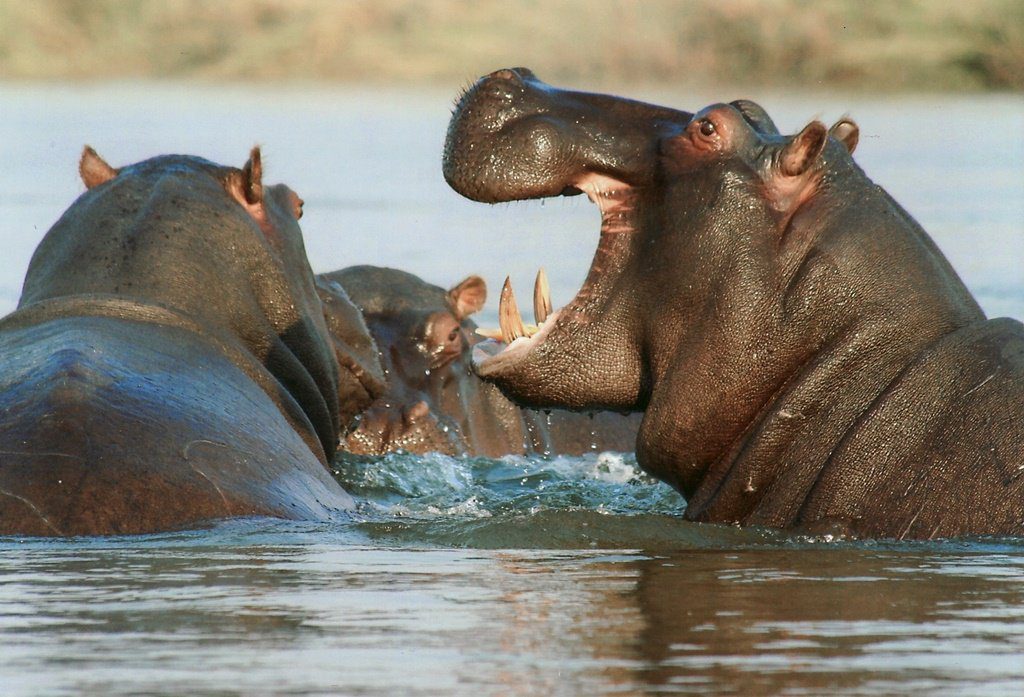 hippos wild animal vocabulary video