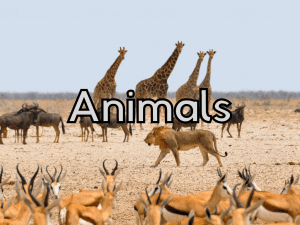 animals ESL activities