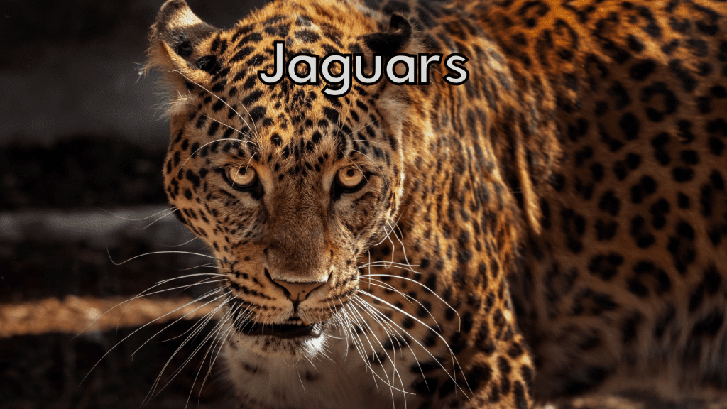 Jaguars online class