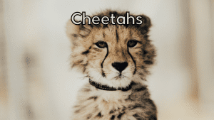 Cheetahs online class