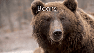 bears online class