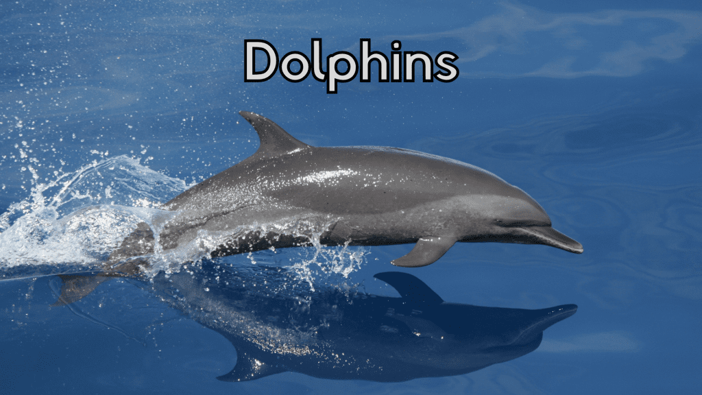 Dolphins online class