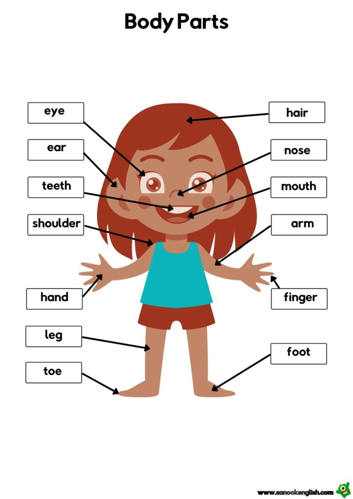 names of body parts